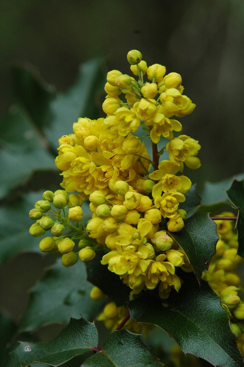 Tall Oregon Grape Tall Oregon Grape