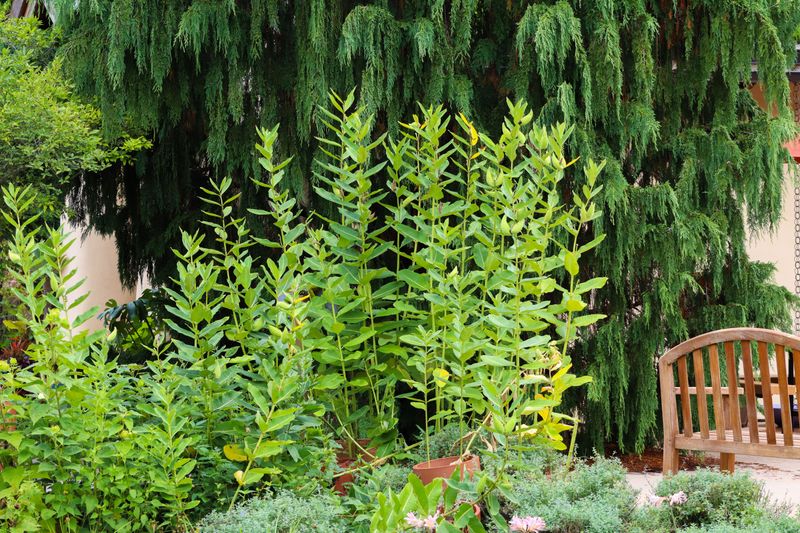 Tall Plants Shelter Their Shorter Neighbors Tall Plants Shelter Their Shorter Neighbors