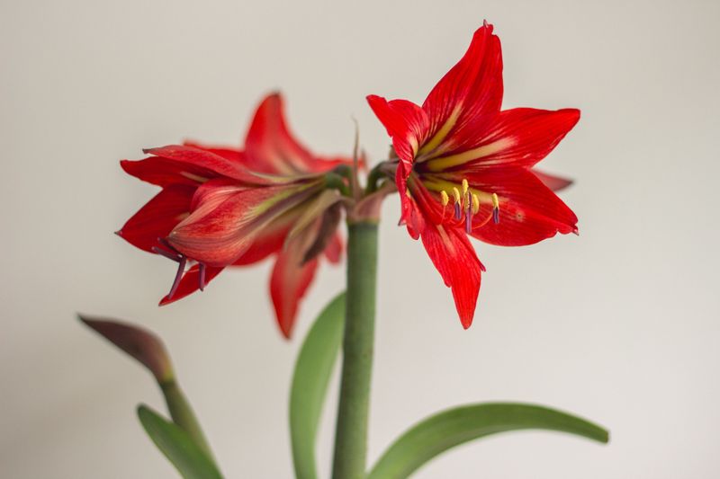 Tall Stalks And Big Blooms On Christmas Morning