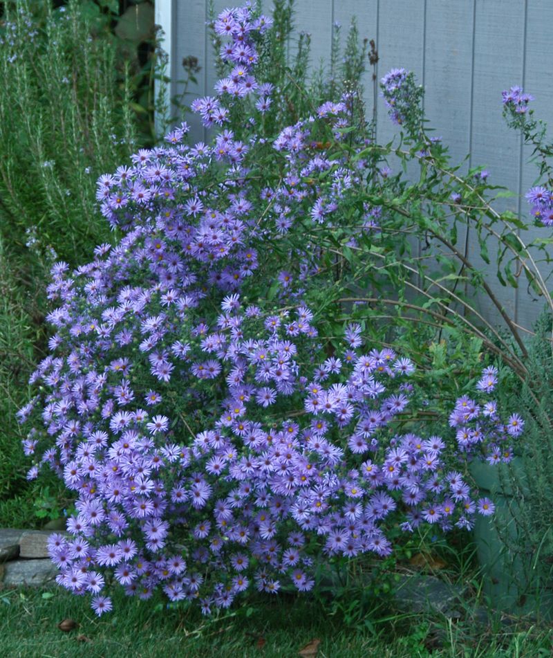 Tall Stems Loaded With Blooms Can Topple Under Their Own Weight