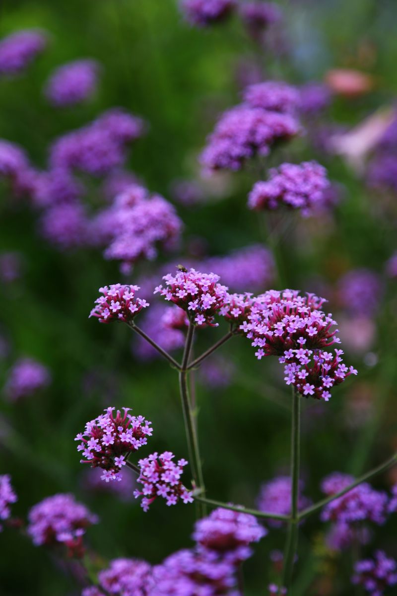 Tall Verbena Floats Purple Dots Above The Gravel Tall Verbena Floats Purple Dots Above The Gravel