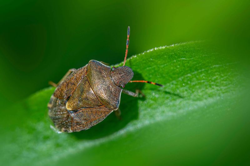 Tame The Yard Near Your Walls Tame The Yard Near Your Walls