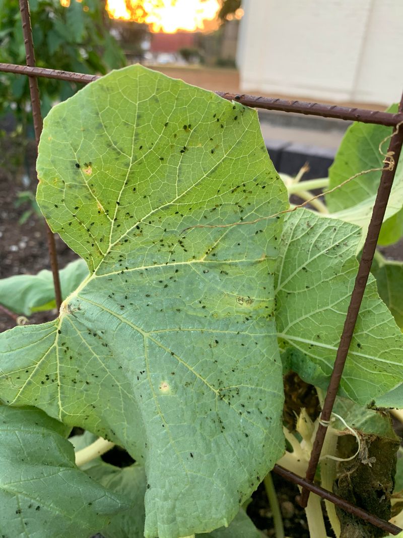 Tan Spots That Fall Out Point To Anthracnose Tan Spots That Fall Out Point To Anthracnose