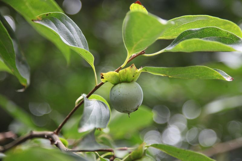 Tannins In Unripe Persimmons Are Behind That Fuzzy Mouth Feeling