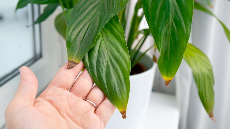 Tap Water Minerals Burn Leaf Tips Tap Water Minerals Burn Leaf Tips