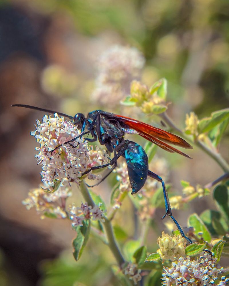 Tarantula Hawk Wasp Tarantula Hawk Wasp