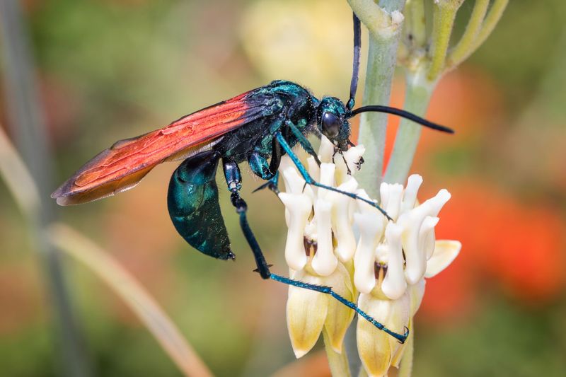 Tarantula Hawk Wasps Tarantula Hawk Wasps