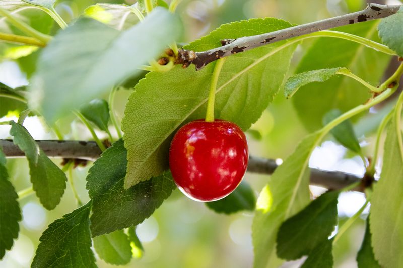 Tart Cherries Are Long Finished Tart Cherries Are Long Finished