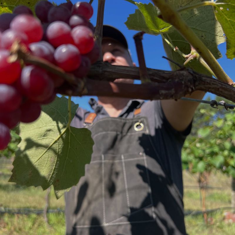 Taste Berries From Different Parts Of The Vine