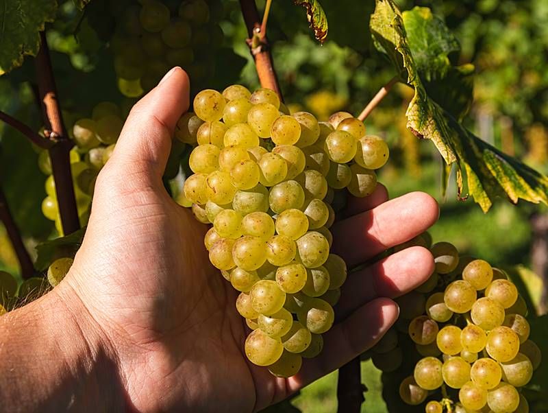 Taste Several Berries From Different Clusters