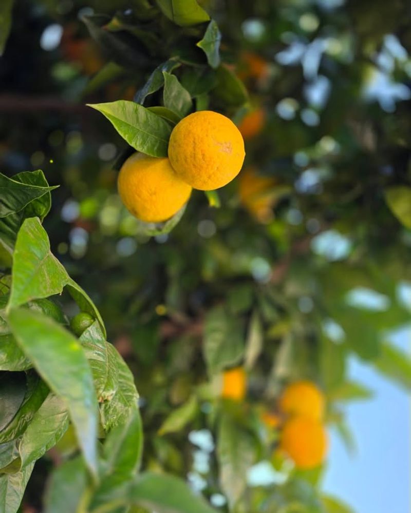 Taste Test Green Satsumas For Hidden Sweetness