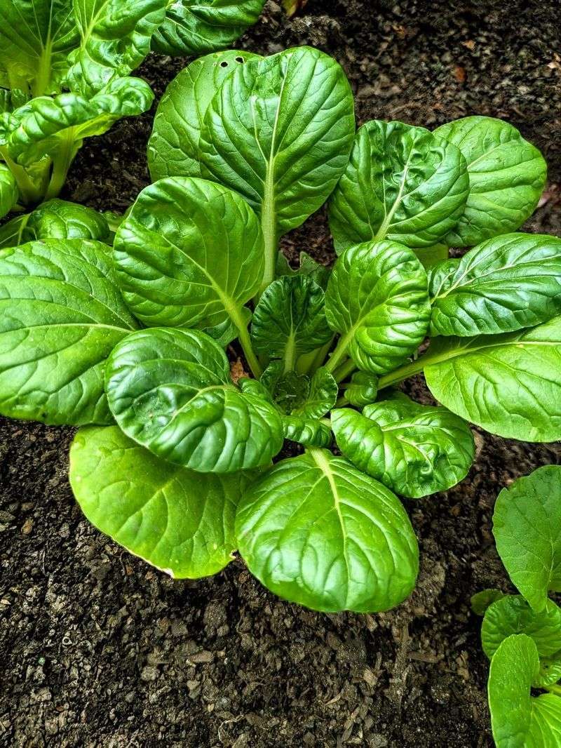 Tatsoi Forms Compact Rosettes Of Spoon Shaped Leaves