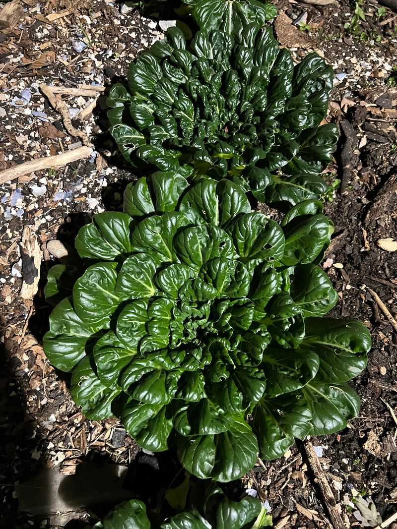 Tatsoi Forms Compact Rosettes With Spoon Shaped Leaves Tatsoi Forms Compact Rosettes With Spoon Shaped Leaves