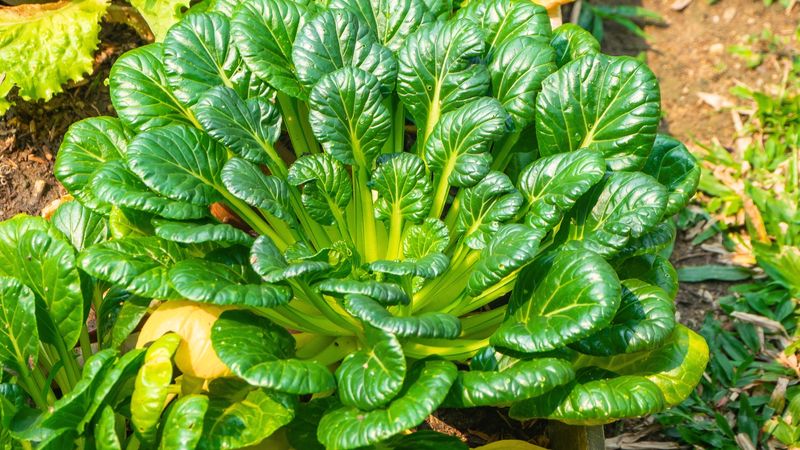 Tatsoi Forms Tidy Rosettes Of Spoon Leaves