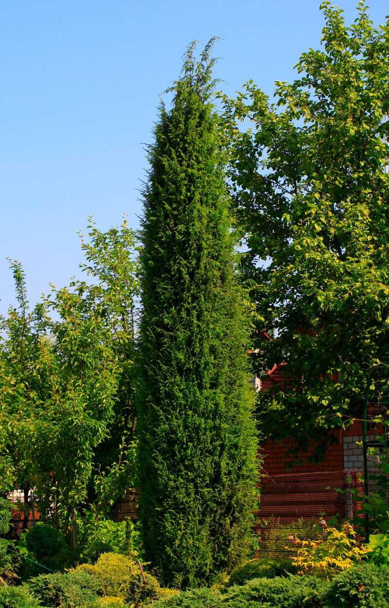 Taylor Juniper Keeps The Familiar Red Cedar Look Narrow Taylor Juniper Keeps The Familiar Red Cedar Look Narrow