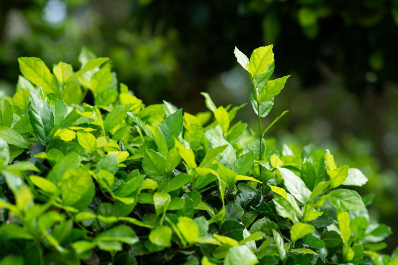 Tea Plants Love Acidic Soil And Dappled Shade Tea Plants Love Acidic Soil And Dappled Shade