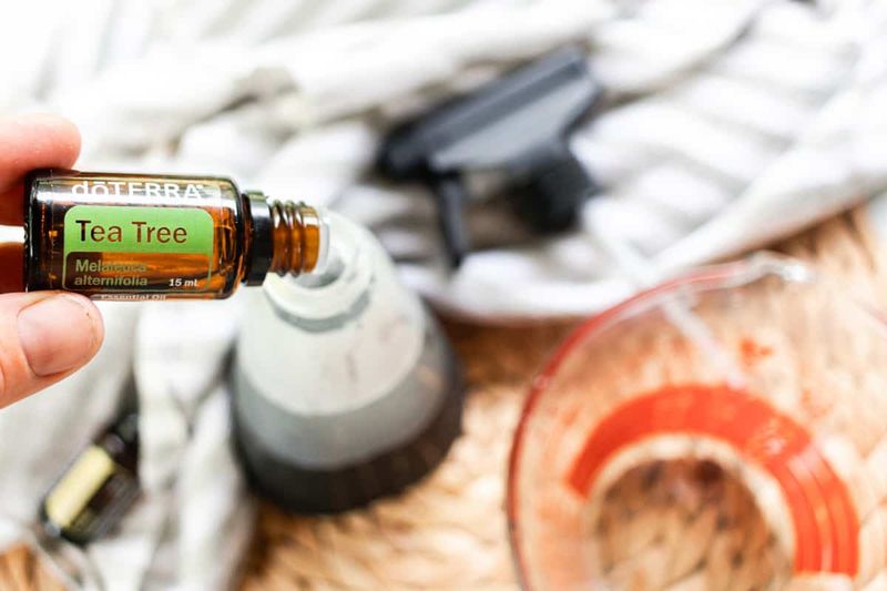 Tea Tree Oil In A Simple Spray Bottle Tea Tree Oil In A Simple Spray Bottle