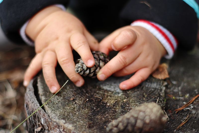 Teach Young Scientists With A Pine Cone Lesson Teach Young Scientists With A Pine Cone Lesson