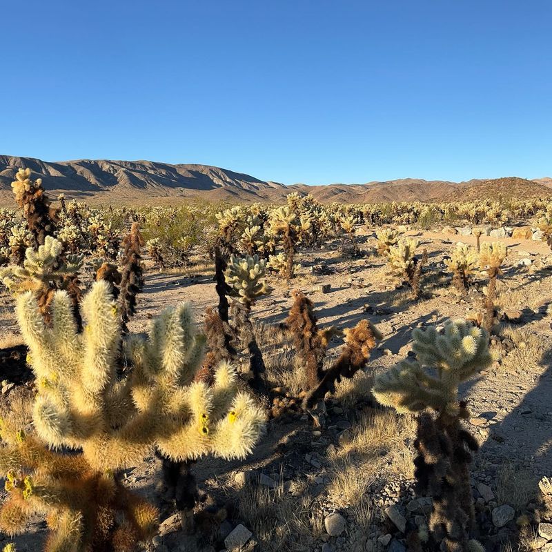 Teddy Bear Cholla