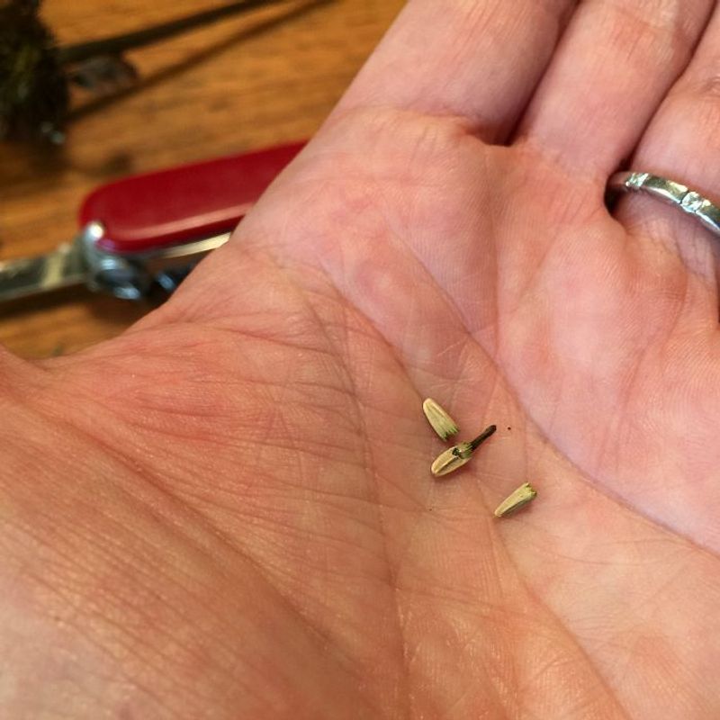 Tell Real Seeds From Chaff By Their Pointed Shape Tell Real Seeds From Chaff By Their Pointed Shape