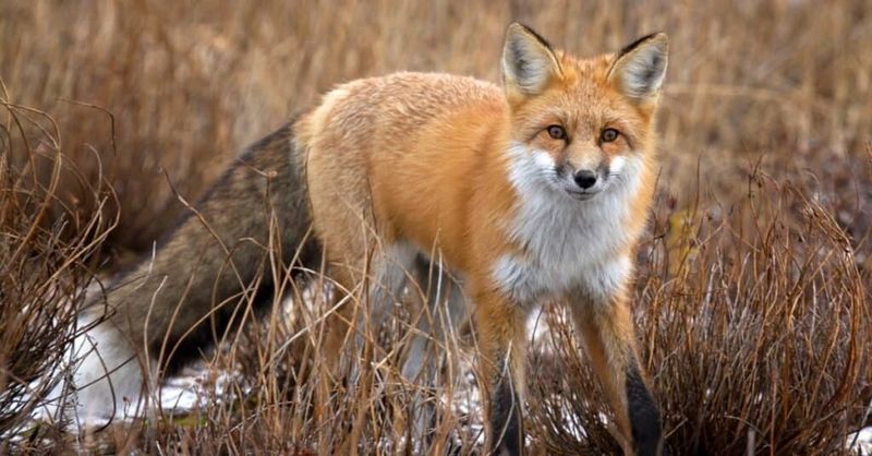 Tell Them Apart By The Tip Of The Tail Tell Them Apart By The Tip Of The Tail