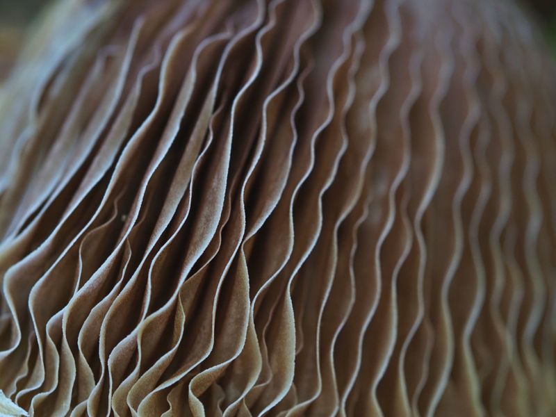 Telling Gills From False Ridges