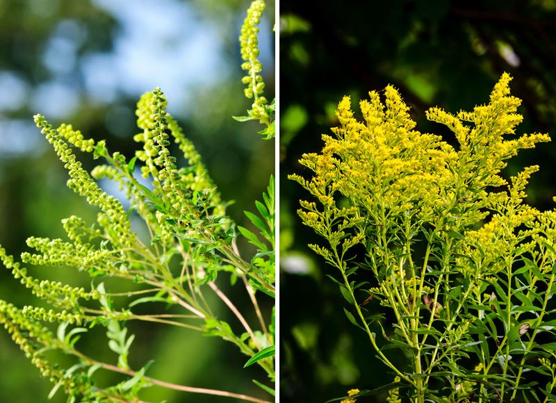 Telling Goldenrod And Ragweed Apart 