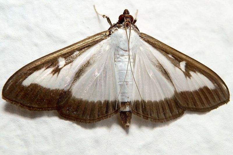 Telling Moth Damage From Other Problems Telling Moth Damage From Other Problems