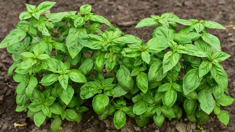 Temperatures Below Forty Degrees Can Damage Basil Leaves
