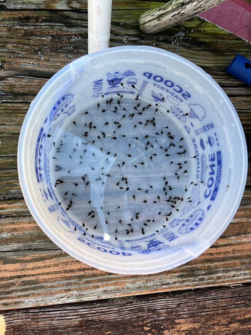Temporary Puddles Can Become Breeding Pools In Warm Months Temporary Puddles Can Become Breeding Pools In Warm Months