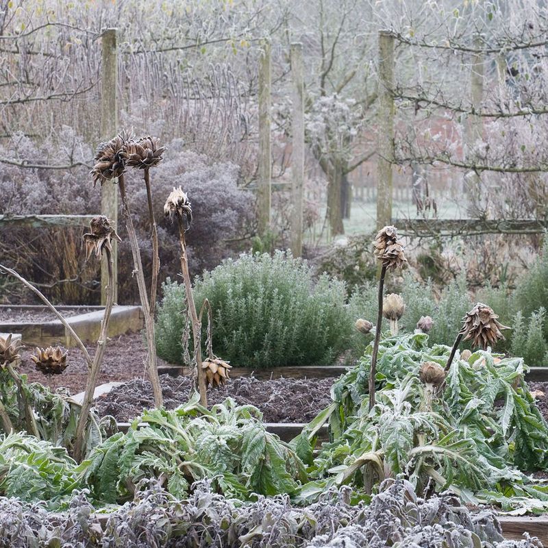 Tender Bulbs Come Up Once Frost Hits