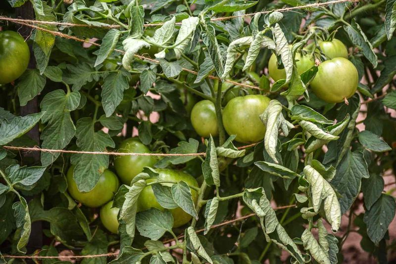 Tender Crops That Struggle At Thirty-Two