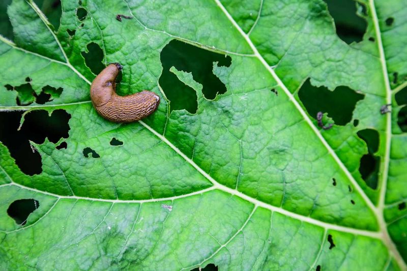 Tender Fall Crops Are Slug Favorites