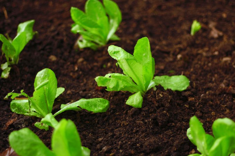 Tender Greens Are Their Favorite Food