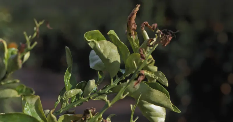 Tender Growth Is What Frost Damages First