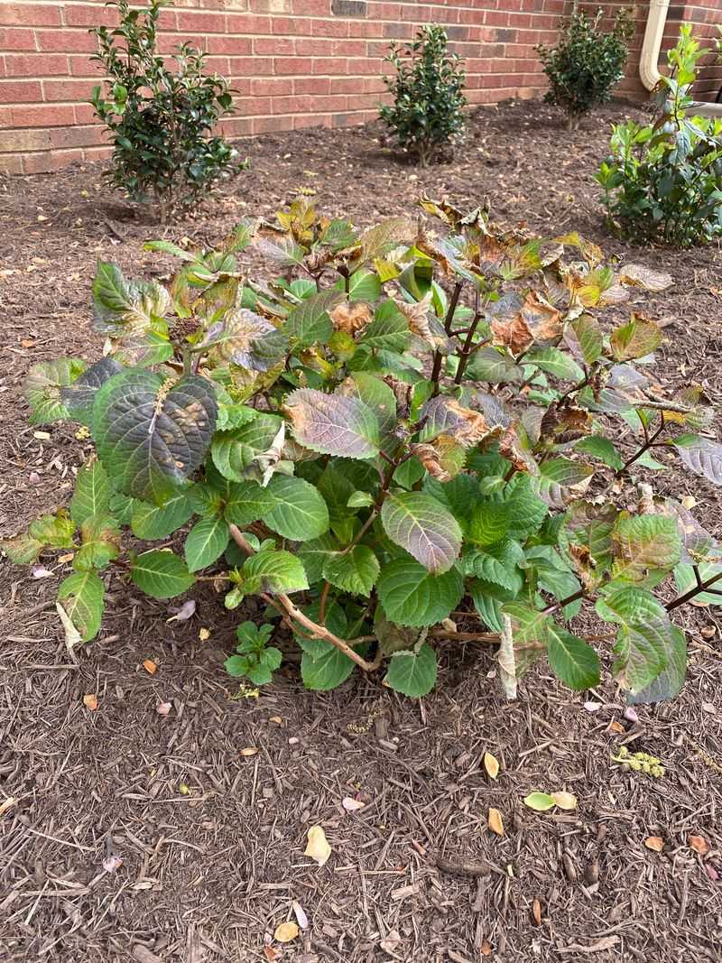 Tender Late Growth Is Easily Damaged By An Early Freeze Tender Late Growth Is Easily Damaged By An Early Freeze