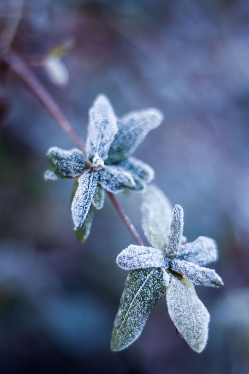 Tender New Growth Is Especially Vulnerable Tender New Growth Is Especially Vulnerable