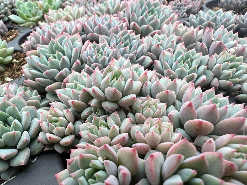 Tender Succulents