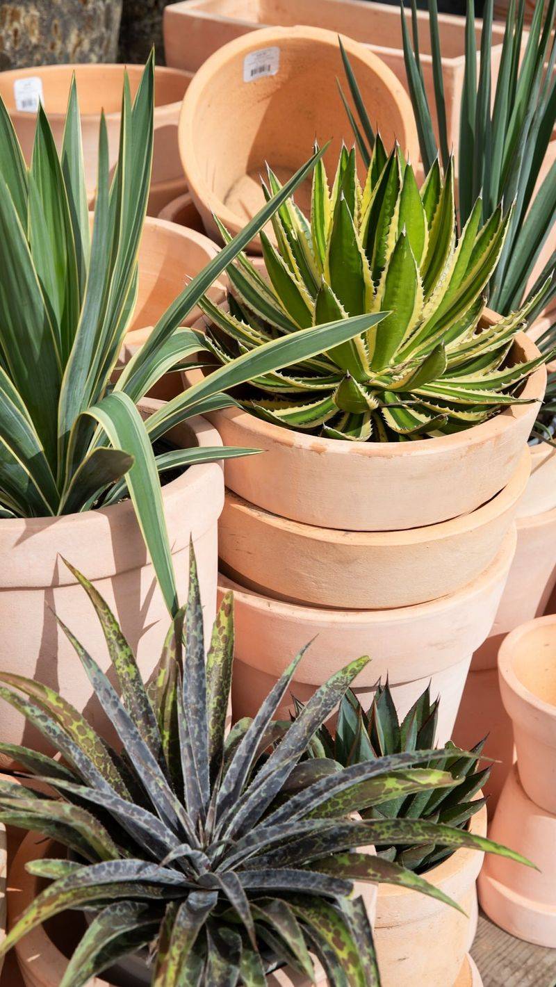 Tender Succulents