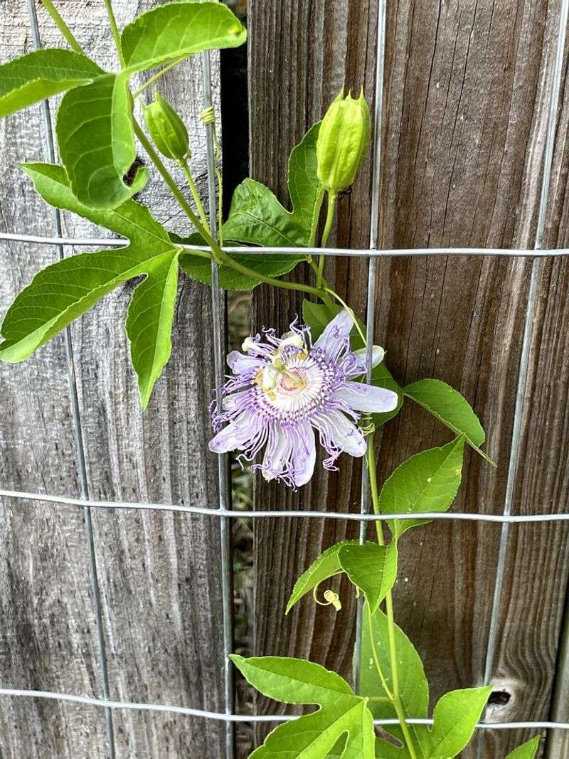 Tendrils Cling To Wire Or Trellis