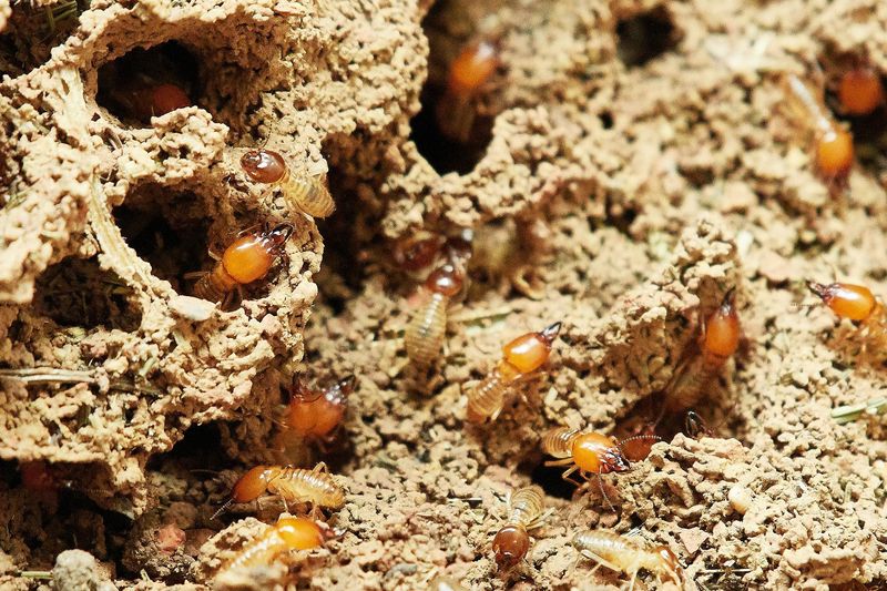 Termites Are Already In Florida Soil Termites Are Already In Florida Soil