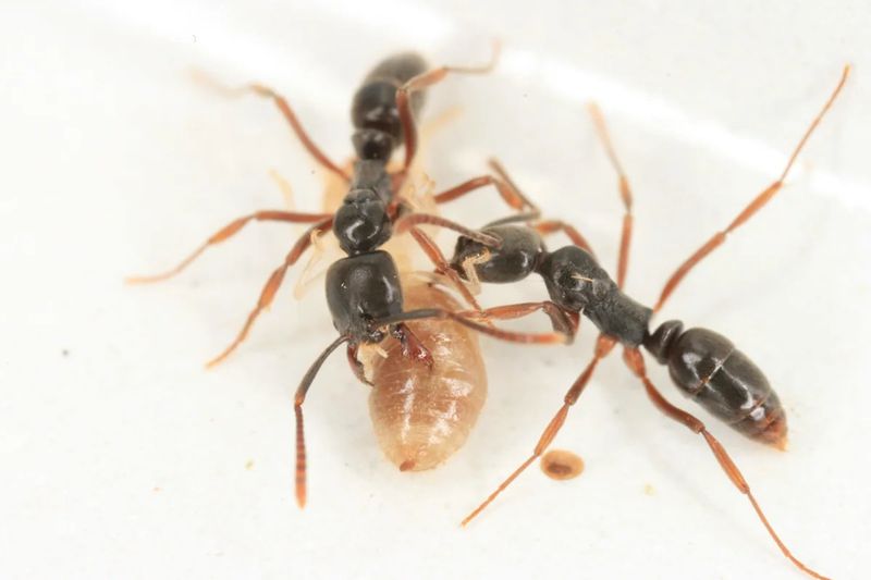 Termites Are Its Favorite Meal Termites Are Its Favorite Meal