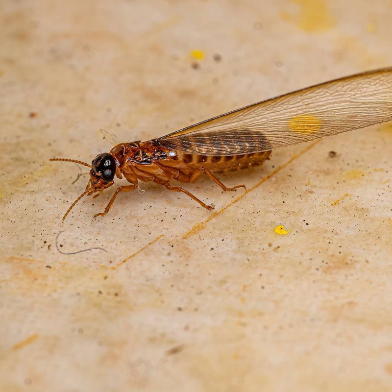 Termites Have Straight Antennae And Equal Wings