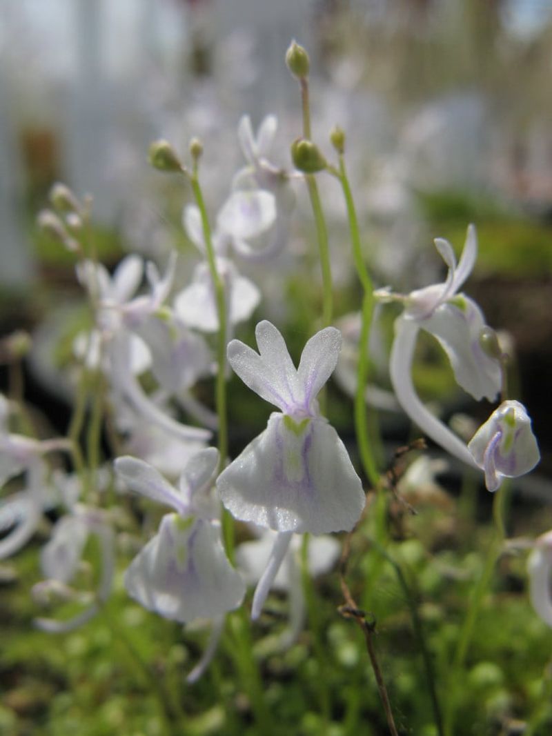 Terrestrial Bladderwort Hunts Underground Terrestrial Bladderwort Hunts Underground