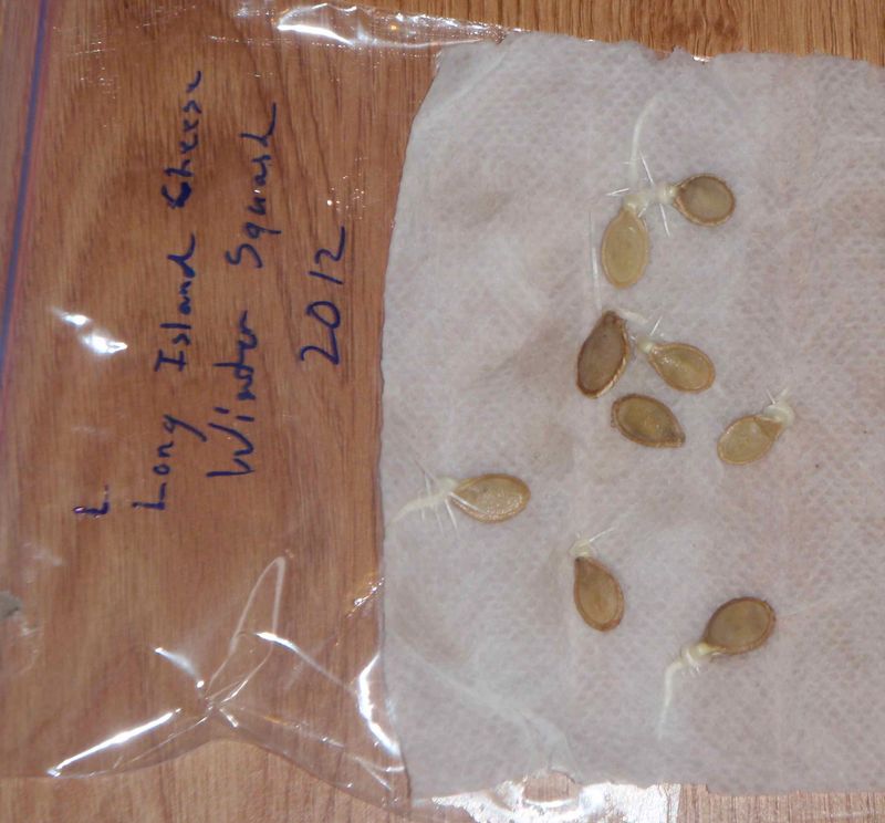 Test Seed Sprouting Before Planting Season