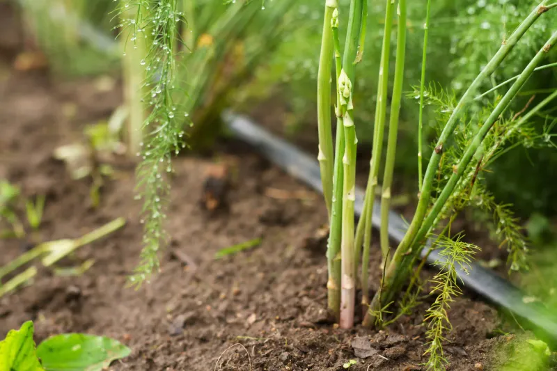 Test The Soil And Adjust pH If Needed Test The Soil And Adjust pH If Needed