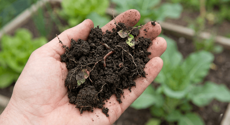 Test The Soil Before You Feed Test The Soil Before You Feed