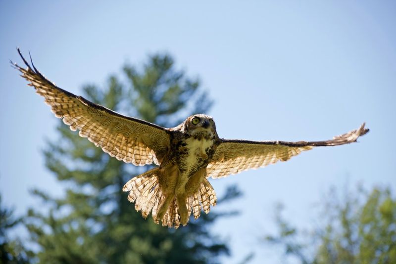 Testing Has Found Rodenticides In Most Raptors Studied Testing Has Found Rodenticides In Most Raptors Studied