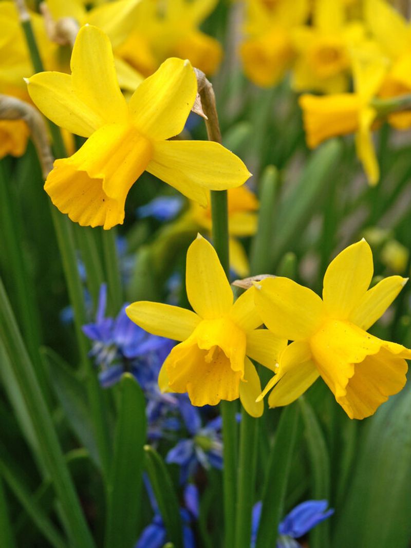 Tete A Tete Daffodils Tete A Tete Daffodils