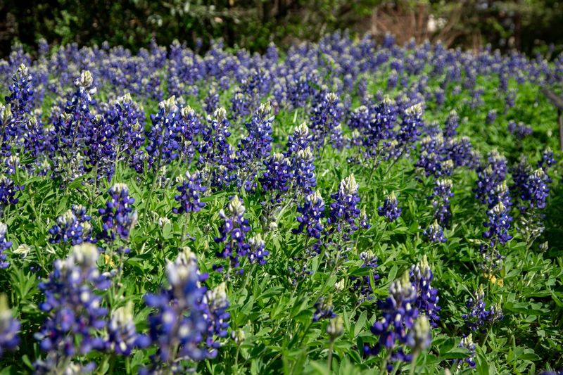 Texas Bluebonnet For Classic Blue Fields